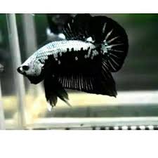 Kensei abbot — black samurai 02:34. Shopee Indonesia Jual Beli Di Ponsel Dan Online