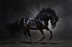 Black And White Mustang Horse For Sale Domain For Sale