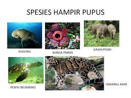 Or use our unscramble word solver to find your best possible play! Haiwan Hampir Pupus Meaning In English