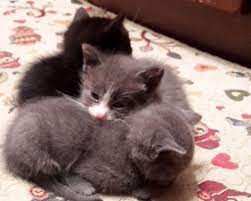 Regalo 2 Splendidi Gattini Gattini Gatti E Gattini Gattino