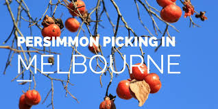 Fruit Picking Near Melbourne Cherries Berries And More The Kid Bucket List Fruit Picking Fruit Melbourne