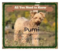 Samoyed puppies available with shot records and papers. Pumi Dog Breed Super Cute But Is It Right For You