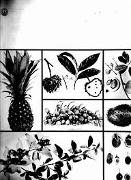 Image result for Ancylobothrys pyriformis