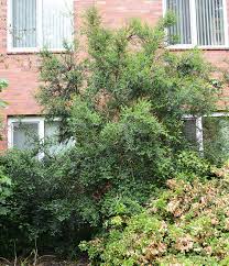 Image result for Ozoroa macrophylla