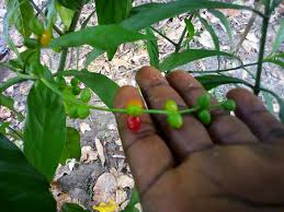 Image result for Viridivia suberosa