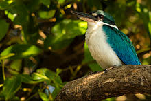 Sacred Kingfisher Wikivisually