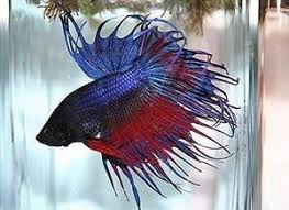 Bettas Crown Tail Betta Multi Colored Betta Fish Betta Fish Care
