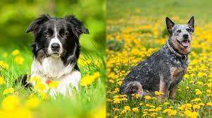 Border Collie Vs Australian Cattle Dog Blue Heeler Breed Comparison