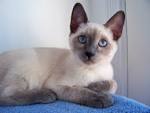 Lilac Point Siamese Cats
