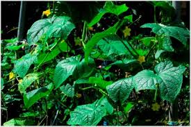 Image result for Cucumis aetheocarpus