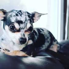 Find chihuahuas for sale in williamsport, pa on oodle classifieds. 7 Facts You Never Knew About Merle Chihuahuas I Love My Chi