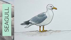 Image result for seagull