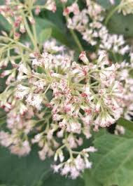 Image result for Grewia micrantha