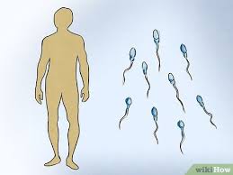 10 Formas De Saber Si Eres Esteril Wikihow