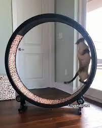 cat on a hamster wheel cat hamster wheel 猫の遊び場 猫の家具 猫 ハンモック 手作り