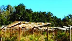 Image result for Gutenbergia cordifolia