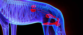 Dog prostate cancer signs most commonly involve straining to pass urine or feces, and pain. 5 Causes And Signs Of Prostate Problems In Dogs And How To Fix Them