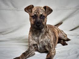 Please select an option below for more information about our. Pawsitively Adorable 16 Cats And Dogs Looking For Love Tulsaworld Com