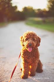 We did not find results for: 7 Mini Goldendoodle Ideas Goldendoodle Mini Goldendoodle Goldendoodle Puppy
