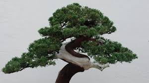 Pohon bonsai dengan ukuran yang kecil yang dapat diletakkan diletakkan di dalam ruangan, sedangkan yang berukuran besar dapat diletakkan di luar ruangan untuk memperindah desain rumah. Kehilangan Pohon Bonsai Senilai Rp1 2 Milyar Sang Pemilik Memohon Pencurinya Merawatnya Sepenuh Hati Bbc News Indonesia