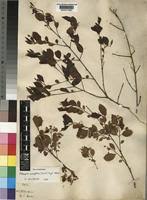 Image result for Pteleopsis anisoptera