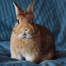 Netherland dwarf rabbit breed history/origin while some domestic rabbits have their origin by pure chance, netherland dwarf rabbits were purposefully engineered. Netherland Dwarf Rabbit Breed Information Care Guide Uk Pets