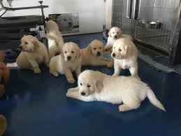 Four golden retriever puppies need good homes. English Cream Retriever Puppies For Sale At Signature Gold Goldens In Southern Maine Retriever Puppy Puppies For Sale Puppy Training
