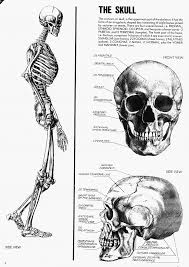 Free Textures And Blueprints Click Image To Close This Window Free Textures Blueprints Anatomy