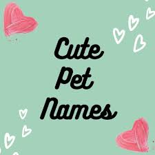 Cute couple names such as boo and bae have gained a lot of popularity in recent years, but terms of endearment are nothing new. The Ultimate List Of Cute Pet Names For Your Boyfriend Or Girlfriend Pairedlife