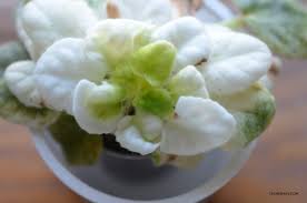 The color change could also be the result of a spontaneous genetic mutation, or even disease. Chimera African Violets Chimeraav Com
