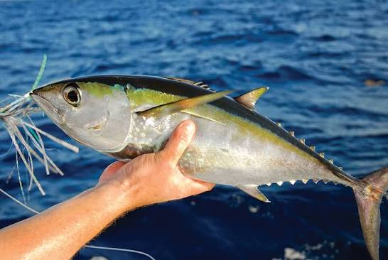 The Dependable Tuna