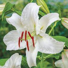 Flower Detail Of Casa Blanca Lily Lilium Oriental Casa Blanca Bulb Flowers Oriental Lily Lily Bulbs