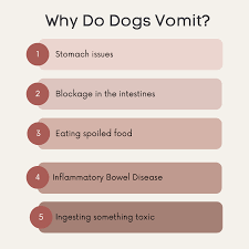Maybe you would like to learn more about one of these? Petvet Express Inicio Facebook