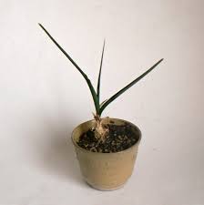 Image result for Trachyandra saltii