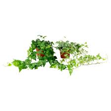 Image result for Hedera