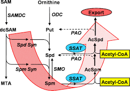 Your best method of protection for you and your family against pests is ultra. Genetically Altered Expression Of Spermidine Spermine N1 Acetyltransferase Affects Fat Metabolism In Mice Via Acetyl Coa Journal Of Biological Chemistry
