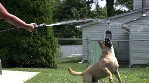 They also like digging floorboards. Dog Biting The Water From A Backyard Hos Stock Video Pond5