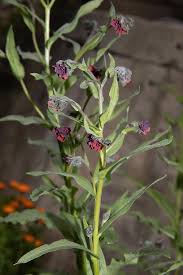 Image result for Cynoglossum coeruleum