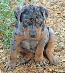 Australian cattle dog/blue heeler female, 9 weeks st joseph, missouri. Blue Leopard Catahoula Puppies For Sale Petsidi