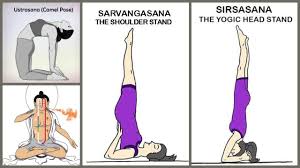 Asana is yoga pose or posture or position of the body. Yoga Poses To Improve Hair Health Your Guide To Good Hair Health Iwmbuzz