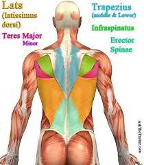 We hope this picture anatomy of back muscles diagram can help you study and research. Back Exercises Good Back Workouts Back Muscle Exercises Back Workout Women