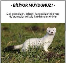 Nurcan Kacira Biliyor Muydunuz Resimli Alintilar Bilgi Karti