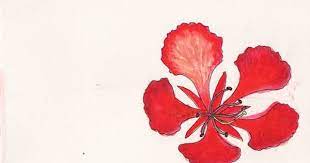 Pin On Gulmohar And Hibiscus