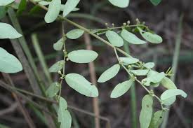 Image result for Phyllanthus muellerianus