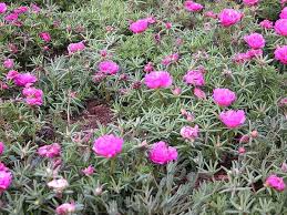 Moss rose 7 colors cuttings grow in round terracotta pot at asim. Portulaca Grandiflora Moss Rose Portulaca Purslane Rose Moss Sun Plant North Carolina Extension Gardener Plant Toolbox