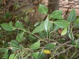 Image result for Actinodaphne