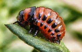 Effectuer des pulvérisations diluées à 5 %. Doryphore Traitements Naturels Et Efficaces Contre Ce Coleoptere
