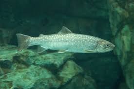 Image result for Leucas calamostachys