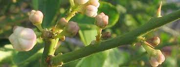 These fruits are harvested before they reach. Citrus Hybrid Key Lime West Indian Lime Bartender S Lime Omani Lime Mexican Lime Citrus Aurantiifolia