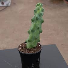 Image result for Myrtillocactus